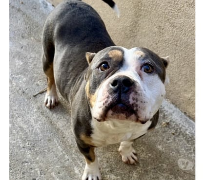 Adoption animaux Beziers Hérault - Photos Vivastreet BEVERLY, chienne type american pocket, 6 ans non lof