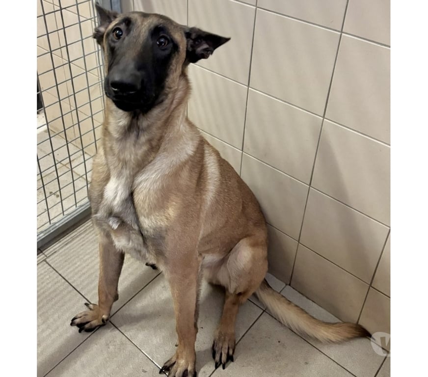 Don animaux Hérault Beziers - 34500 - Photos Vivastreet BILLY, chien type malinois, 1 an non lof