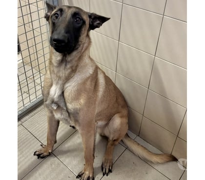 Adoption animaux Beziers Hérault - Photos Vivastreet BILLY, chien type malinois, 1 an non lof