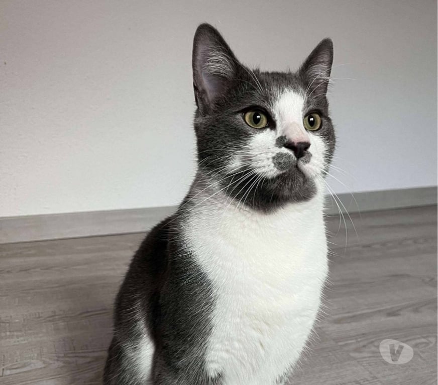 Don animaux Aude Carcassonne - Photos Vivastreet Grizou chat gris et blanc 10 mois A ADOPTER
