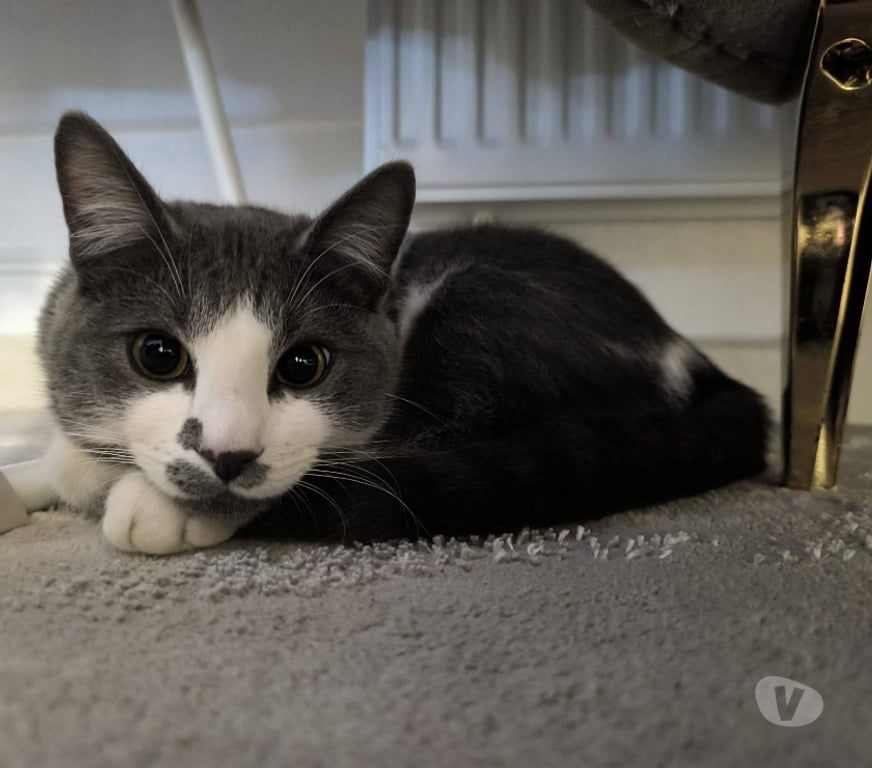 Don animaux Aude Carcassonne - Photos Vivastreet Grizou chat gris et blanc 10 mois A ADOPTER