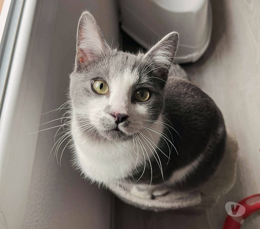 Don animaux Aude Carcassonne - Photos Vivastreet Grizou chat gris et blanc 10 mois A ADOPTER