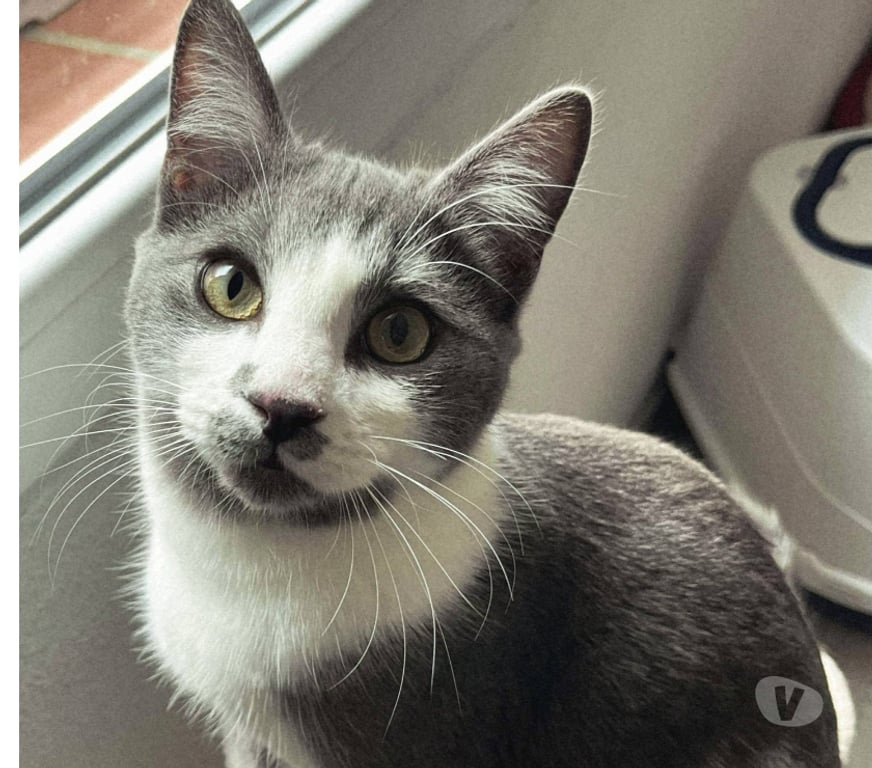 Don animaux Aude Carcassonne - Photos Vivastreet Grizou chat gris et blanc 10 mois A ADOPTER