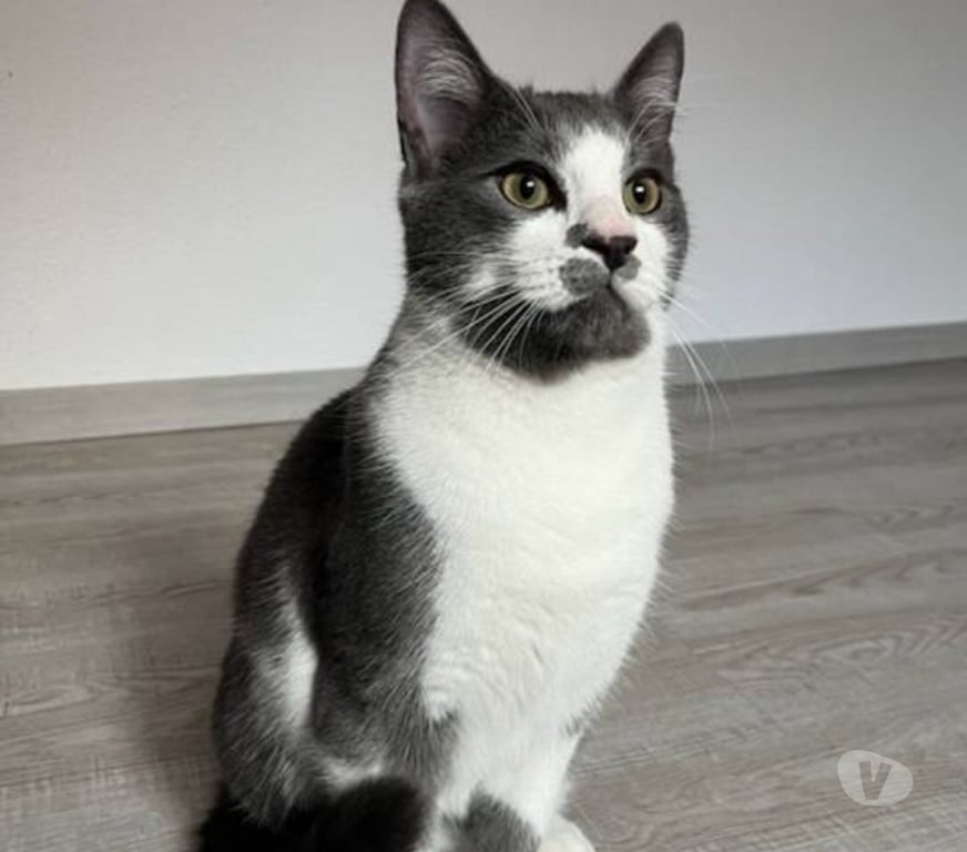 Don animaux Aude Carcassonne - Photos Vivastreet Grizou chat gris et blanc 10 mois A ADOPTER