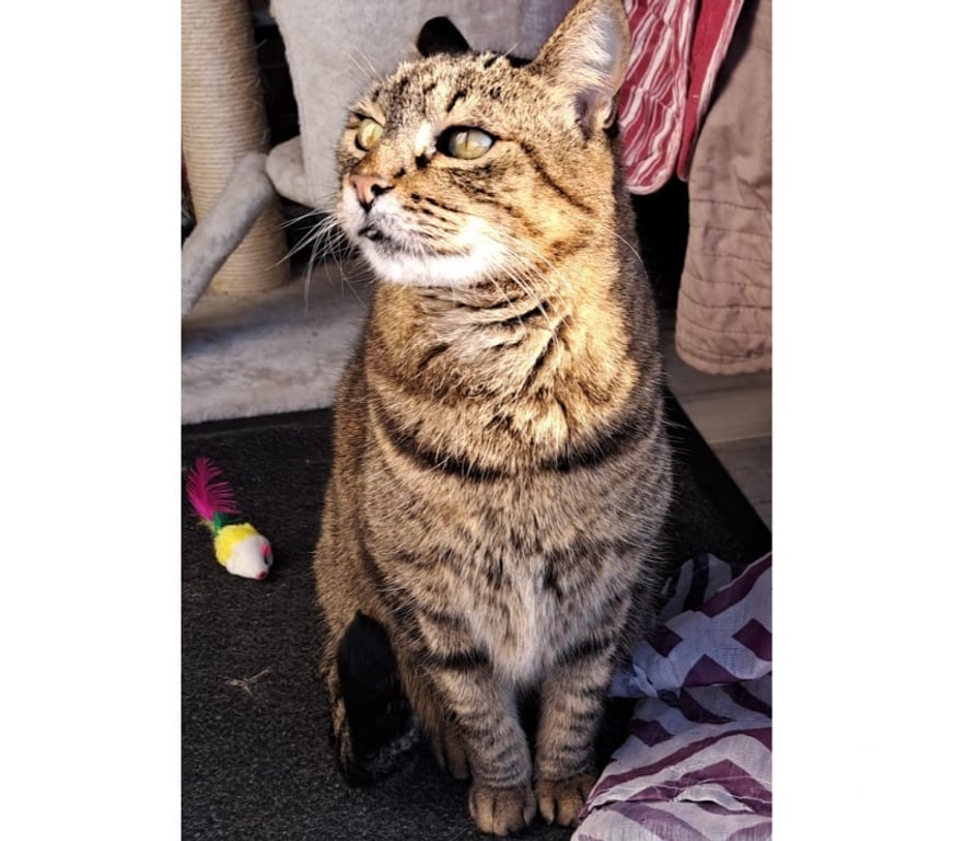 Don animaux Hérault Beziers - 34500 - Photos Vivastreet PLUME, chatte tigrée 12 ans type européen non lof