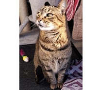 PLUME, chatte tigrée 12 ans type européen non lof