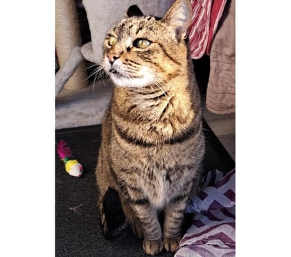 Don animaux Beziers Hérault - Photos Vivastreet PLUME, chatte tigrée 12 ans type européen non lof