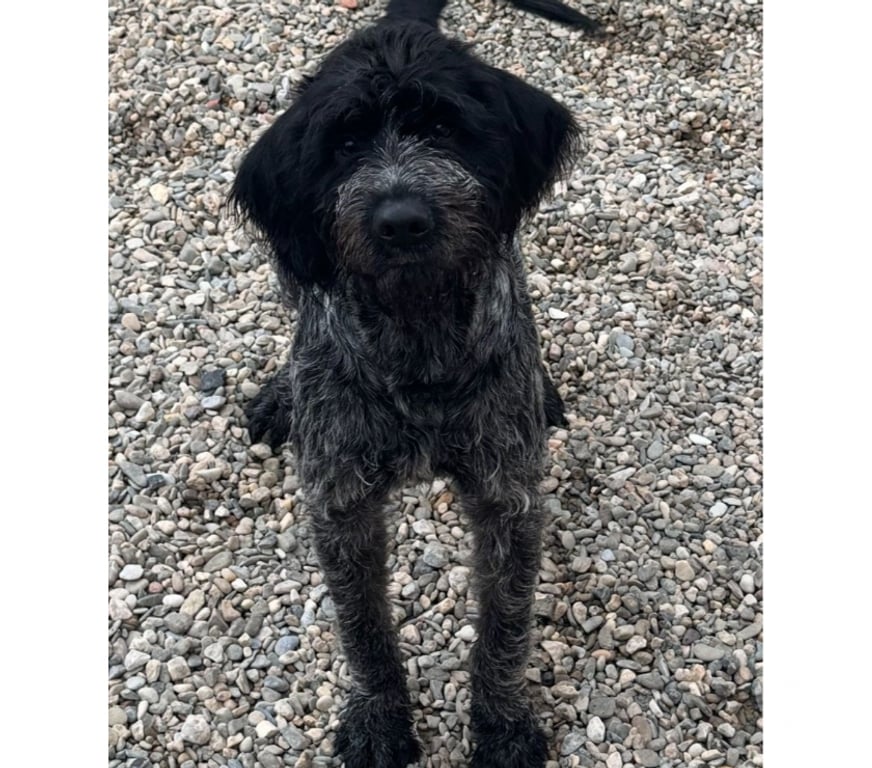 Don animaux Hérault Beziers - 34500 - Photos Vivastreet BARNABE, chien type griffon, 2 ans non lof