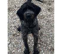 BARNABE, chien type griffon, 2 ans non lof