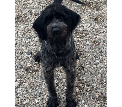 Don Beziers Hérault - Photos Vivastreet BARNABE, chien type griffon, 2 ans non lof