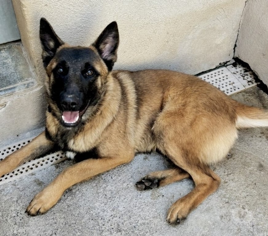 Don animaux Hérault Beziers - 34500 - Photos Vivastreet BUCK, chien type berger allemand, 1 an non lof