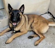 BUCK, chien type berger allemand, 1 an non lof