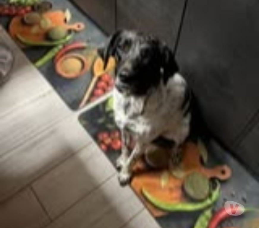 Don animaux Vaucluse Bollene - 84500 - Photos Vivastreet Chien IVY à l adoption