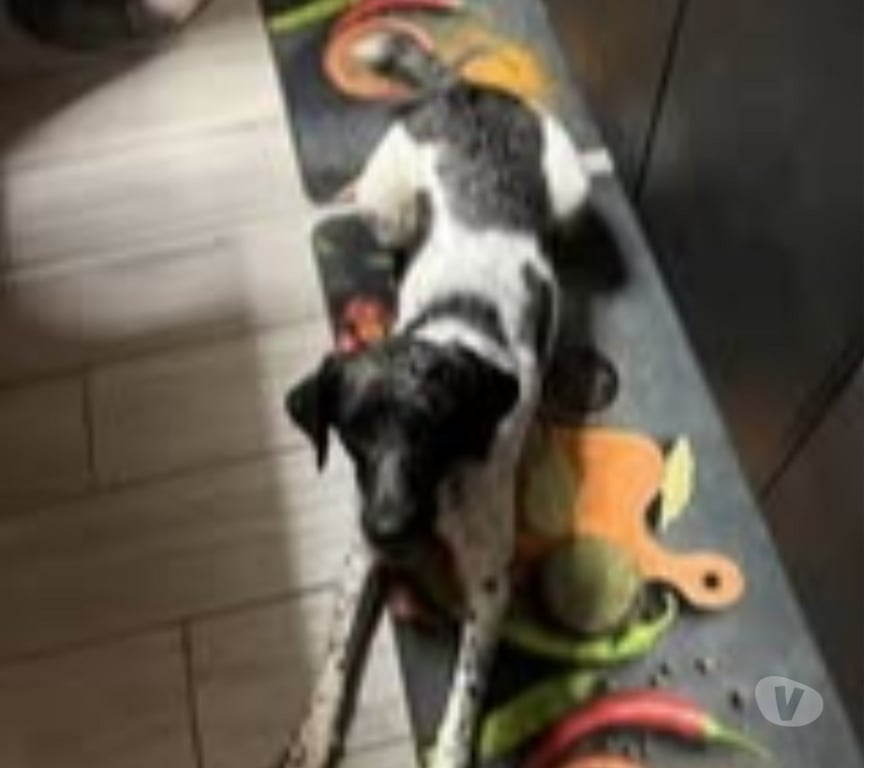 Don animaux Vaucluse Bollene - 84500 - Photos Vivastreet Chien IVY à l adoption