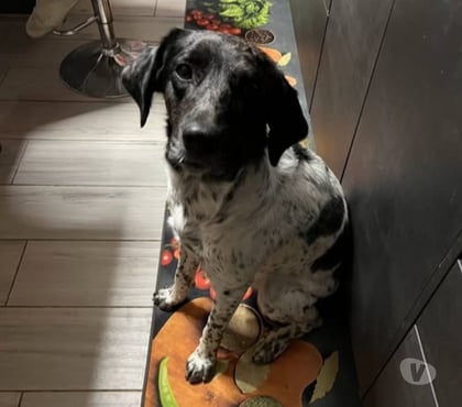 Don animaux Bollene Vaucluse - Photos Vivastreet Chien IVY à l adoption