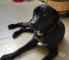 Chien CHARLY à l adoption