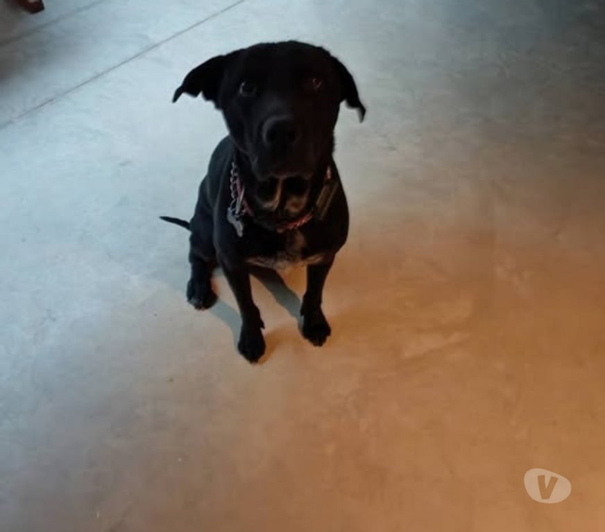 Don animaux Drôme Pont de Barret - 26160 - Photos Vivastreet Chien CHARLY à l adoption