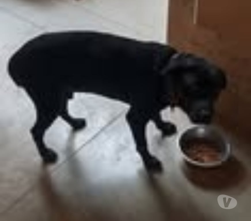 Don animaux Drôme Pont de Barret - 26160 - Photos Vivastreet Chien CHARLY à l adoption