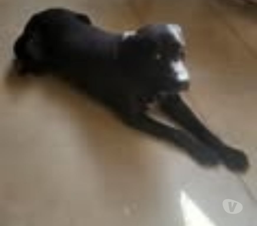 Don animaux Drôme Pont de Barret - 26160 - Photos Vivastreet Chien CHARLY à l adoption