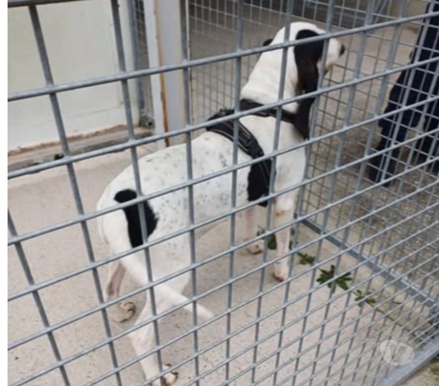 Don animaux Drôme Crest - 26400 - Photos Vivastreet Chien MILOU à l adoption