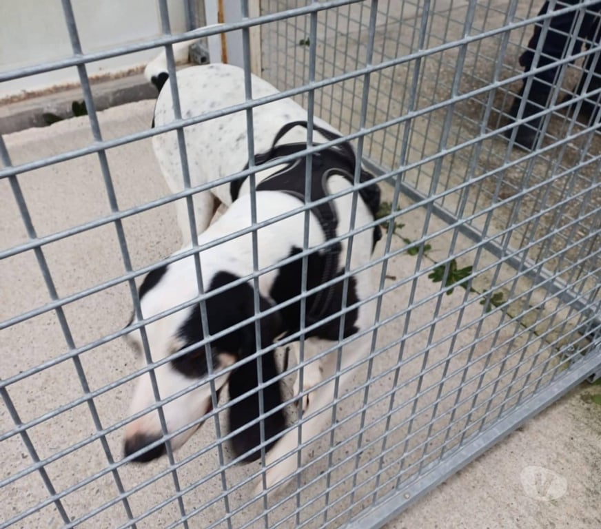 Don animaux Drôme Crest - 26400 - Photos Vivastreet Chien MILOU à l adoption