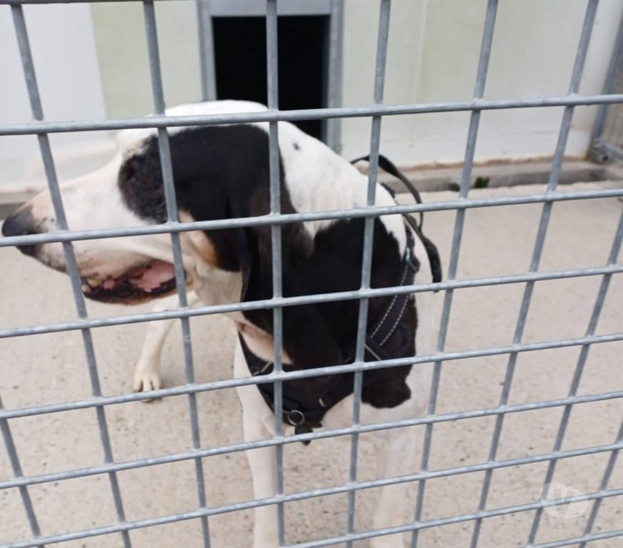 Don animaux Drôme Crest - 26400 - Photos Vivastreet Chien MILOU à l adoption