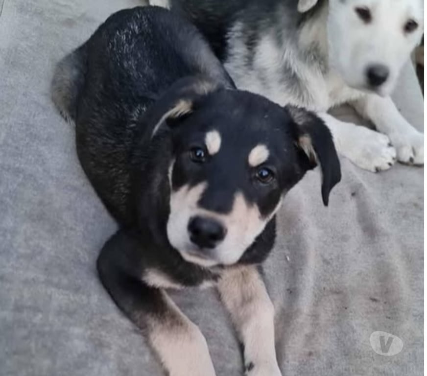 Don animaux Gard Pont St Esprit - 30130 - Photos Vivastreet Chien LOCKI à l adoption