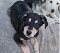 Chien LOCKI à l adoption