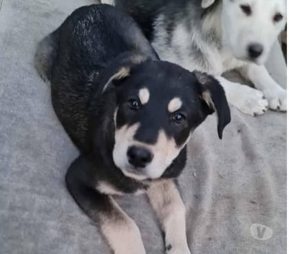 Don animaux Pont St Esprit Gard - Photos Vivastreet Chien LOCKI à l adoption