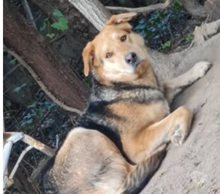 Don animaux Gard Pont St Esprit - 30130 - Photos Vivastreet Chien AKIRA à l adoption