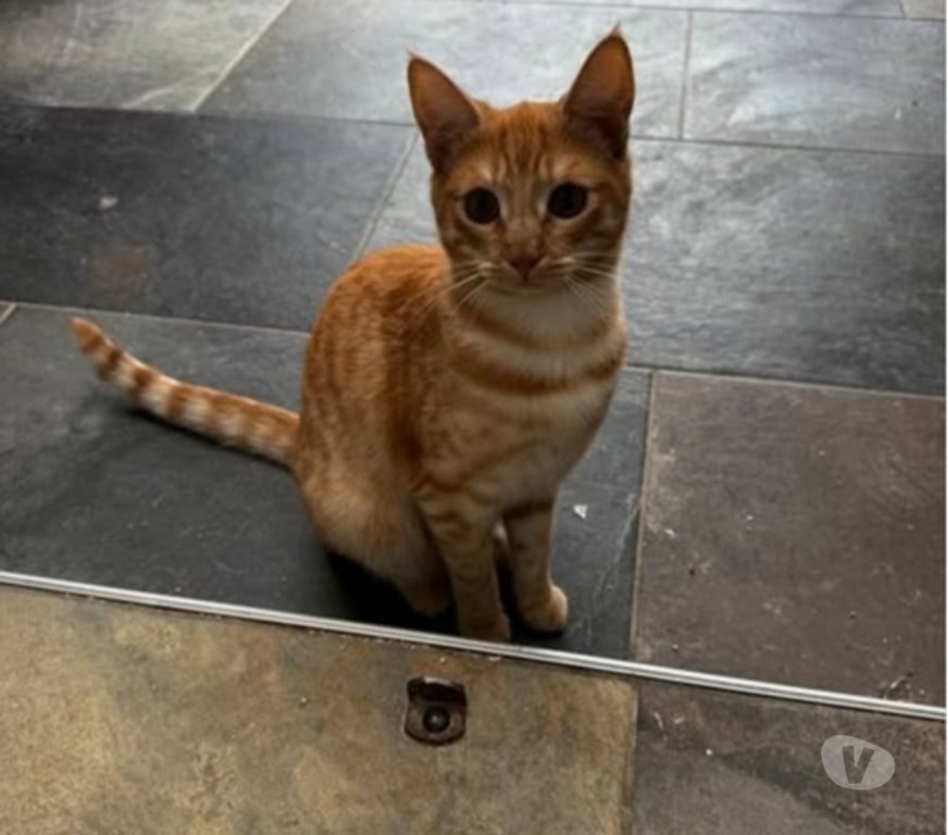 Don animaux Drôme Pierrelatte - 26700 - Photos Vivastreet Chat VICKY à l adoption