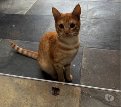 Adoption animaux Pierrelatte Drôme - Photos Vivastreet Chat VICKY à l adoption