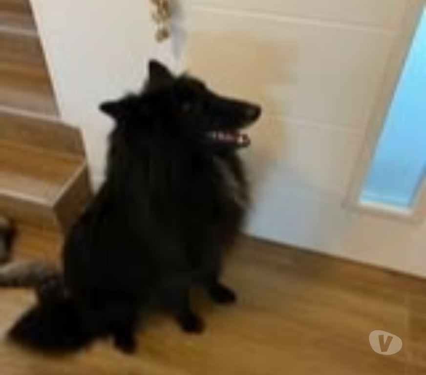 Don animaux Drôme Pierrelatte - 26700 - Photos Vivastreet Chien NOVA à l adoption