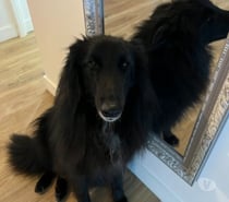 Chien NOVA à l adoption