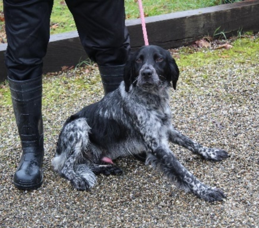 Don animaux Lot-et-Garonne Caubeyres - 47160 - Photos Vivastreet Chien CLINT à l adoption