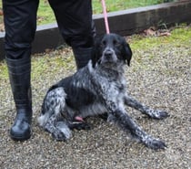 Chien CLINT à l adoption