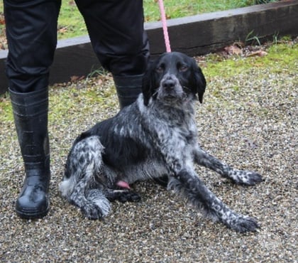 Adoption animaux Caubeyres Lot-et-Garonne - Photos Vivastreet Chien CLINT à l adoption