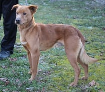 Chien SCRATCH à l adoption