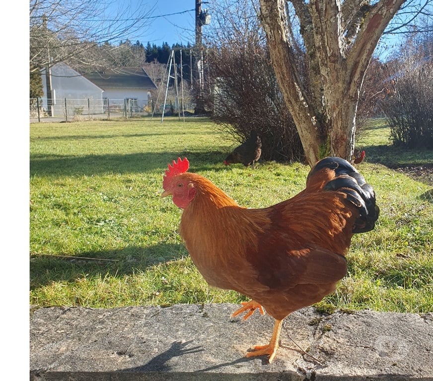 Don animaux Doubs St Julien les Russey - 25210 - Photos Vivastreet Coq New Hampshire