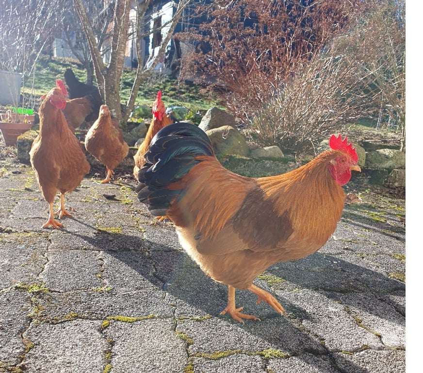 Don animaux Doubs St Julien les Russey - 25210 - Photos Vivastreet Coq New Hampshire