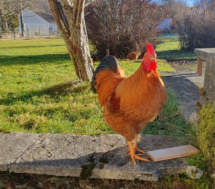 Don animaux St Julien les Russey Doubs - Photos Vivastreet Coq New Hampshire