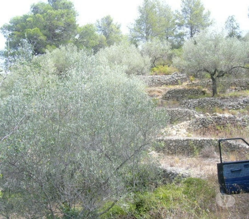Terrain à vendre Espagne - Photos Vivastreet Maison a La mer avec olivier