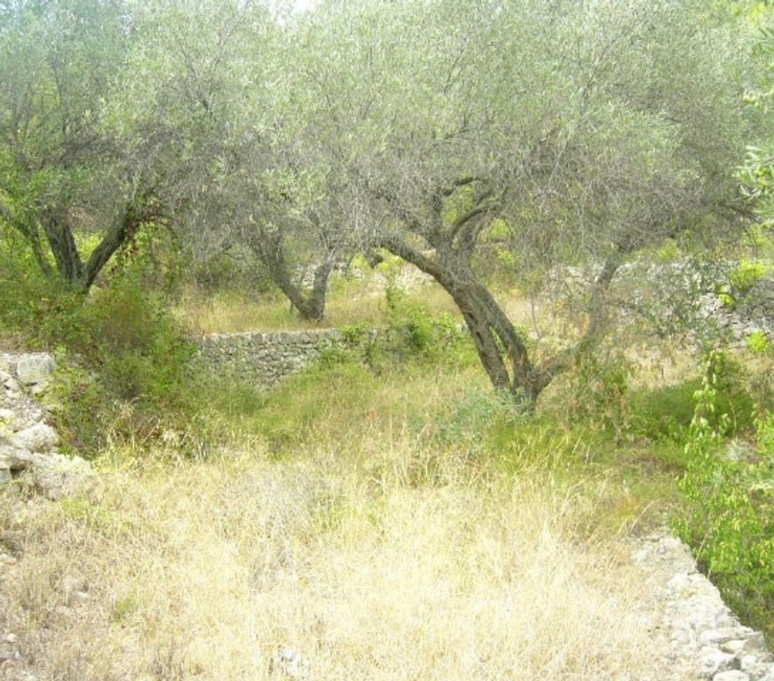 Terrain à vendre Espagne - Photos Vivastreet Maison a La mer avec olivier