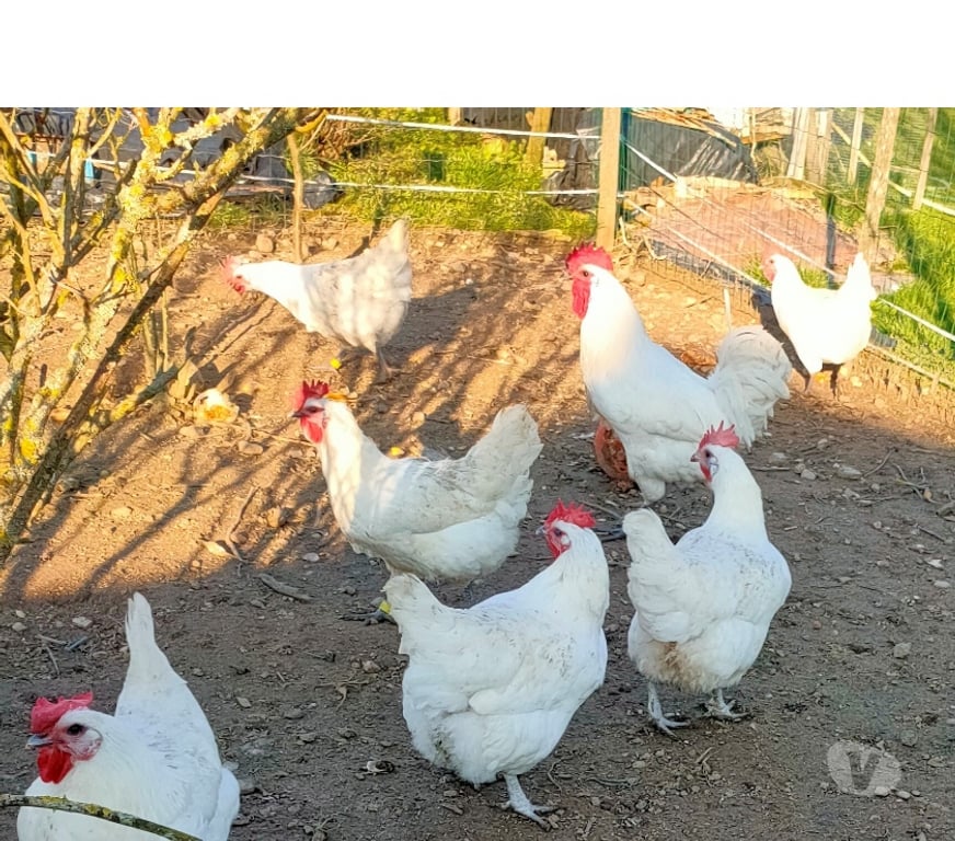 Vente Deux-Sèvres Nueil les Aubiers - 79250 - Photos Vivastreet OEUFS FECONDES DE POULES DE BRESSE A PATTES BLEUES