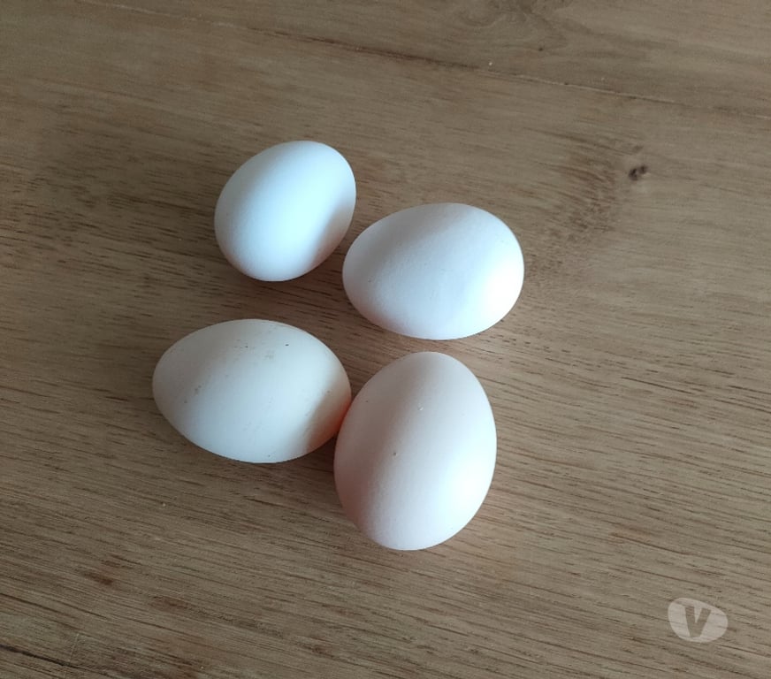 Vente Deux-Sèvres Nueil les Aubiers - 79250 - Photos Vivastreet OEUFS FECONDES DE POULES DE BRESSE A PATTES BLEUES