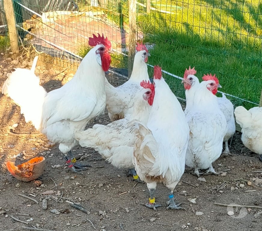 Vente Deux-Sèvres Nueil les Aubiers - 79250 - Photos Vivastreet OEUFS FECONDES DE POULES DE BRESSE A PATTES BLEUES