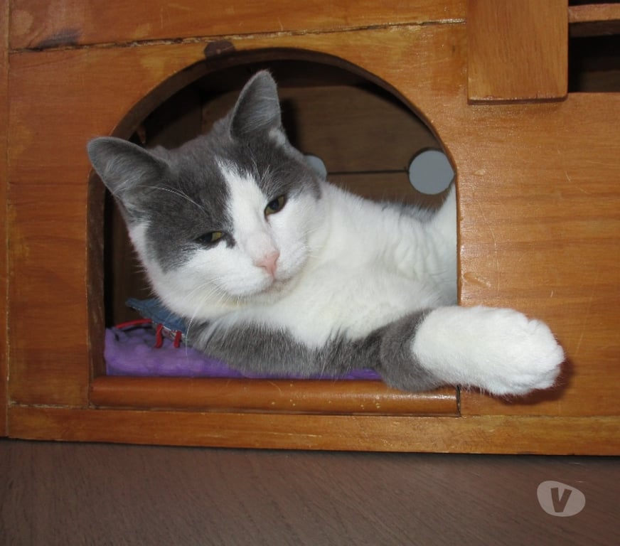 Don animaux Oise Beauvais - 60000 - Photos Vivastreet NEWT chat ataxique à aimer pour la vie