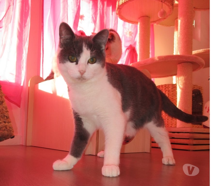 Don animaux Oise Beauvais - 60000 - Photos Vivastreet NEWT chat ataxique à aimer pour la vie