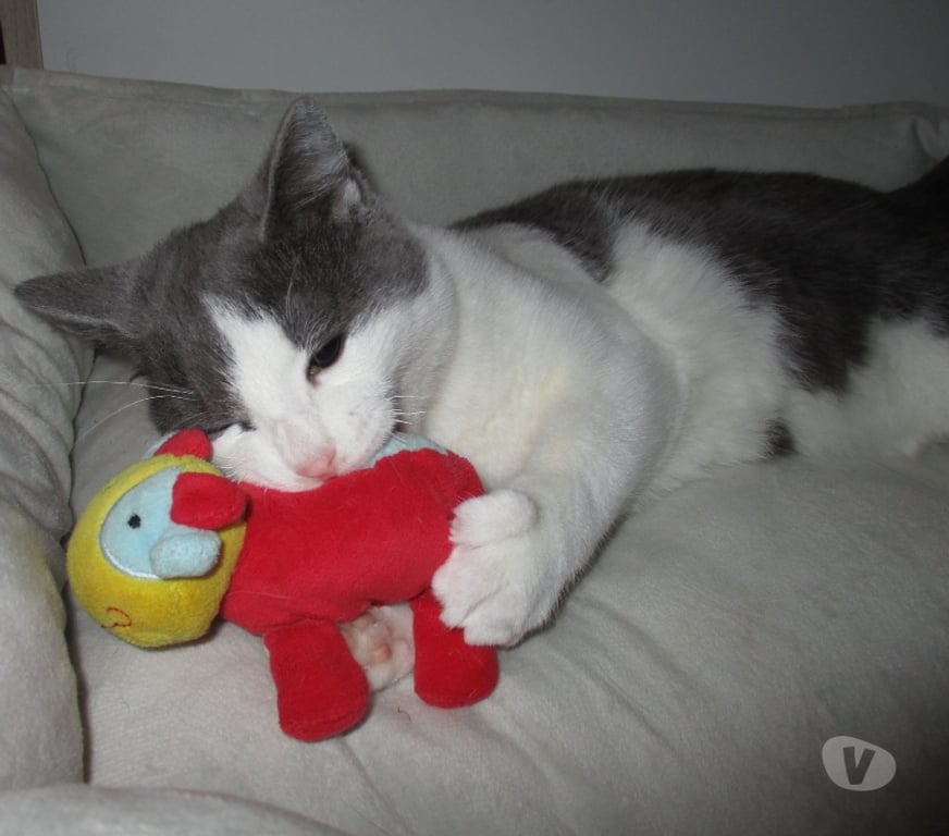 Don animaux Oise Beauvais - 60000 - Photos Vivastreet NEWT chat ataxique à aimer pour la vie