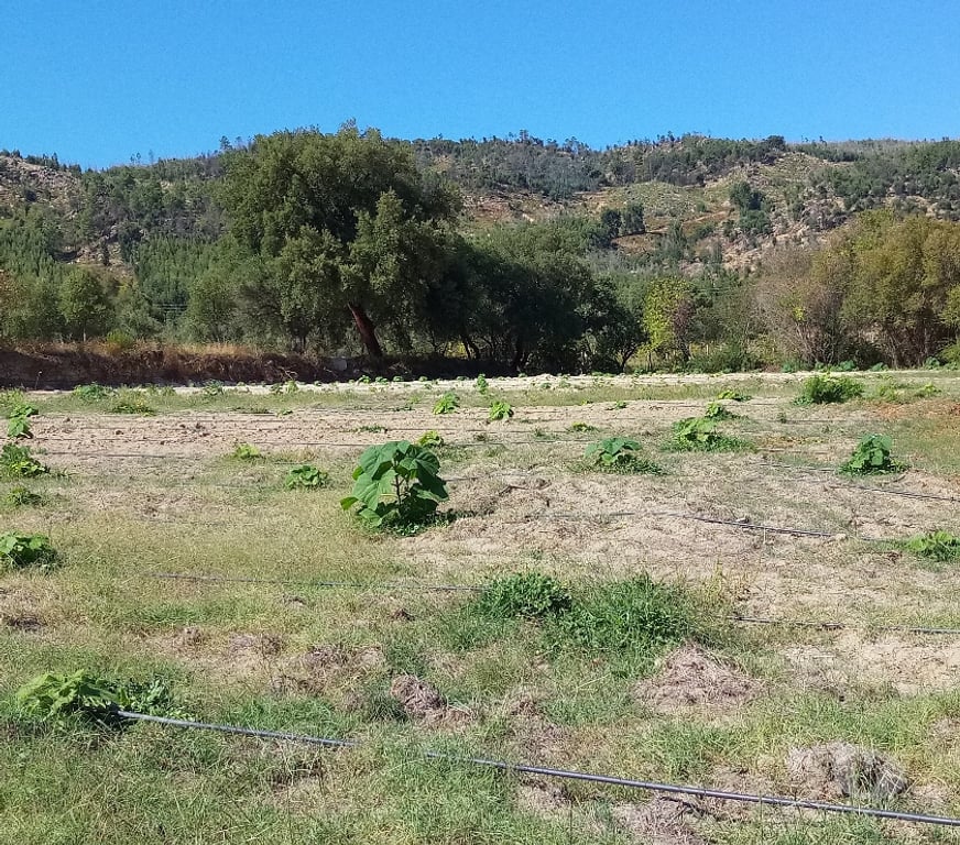 Terrain à vendre Portugal - Photos Vivastreet Terrain 1.3 Ha Avec Ruisseau Constructible - Zero Pesticides